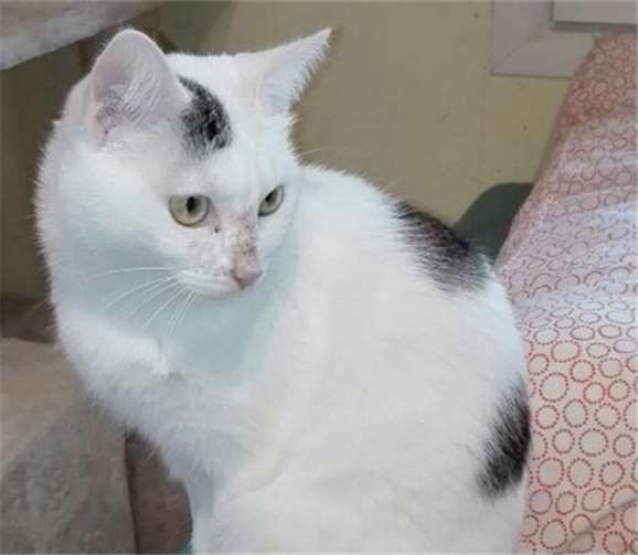 Flecky braucht ein ruhiges Heim, ohne kleine Kinder. privat