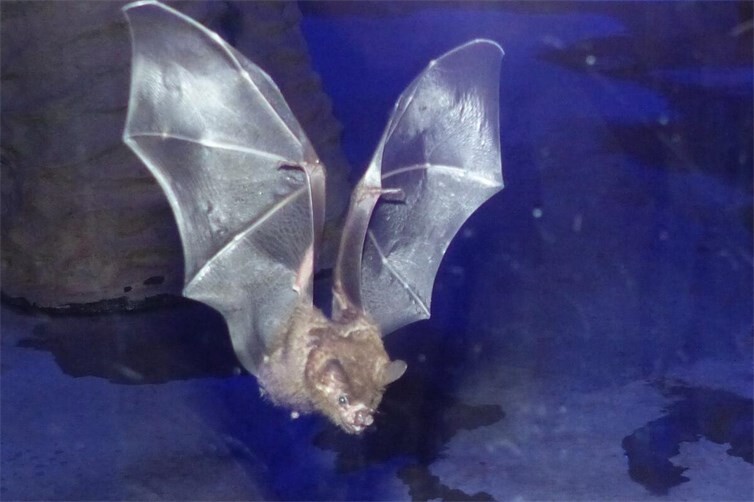 Fledermäuse leben im Nachttierbereich des Zoo Neuwied, der einen ungekehrten Tag-Nacht-Rhythmus hat.