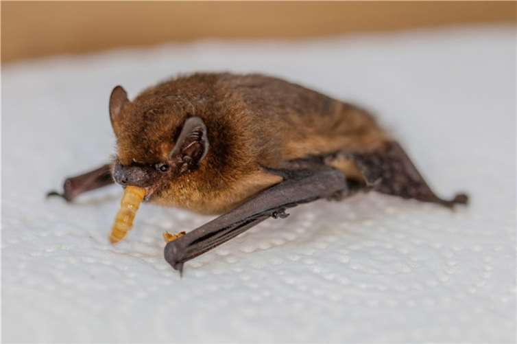 Fledermaus wird mit Mehlwurm gefüttert.  Foto: Alexander Haustein