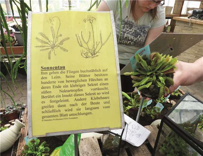 Fleischfressende Pflanzen erregten in der Klostergärtnerei die Aufmerksamkeit der Besucher.
