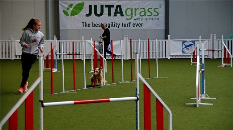 Flink absolvierten die wendigen Vierbeiner den Slalom.