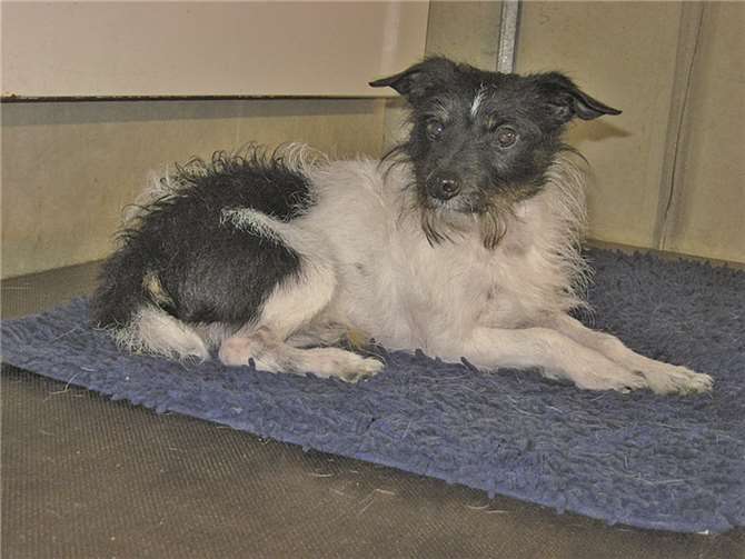 Flitzie wurde vor Kurzem in Andernach ausgesetzt.privat