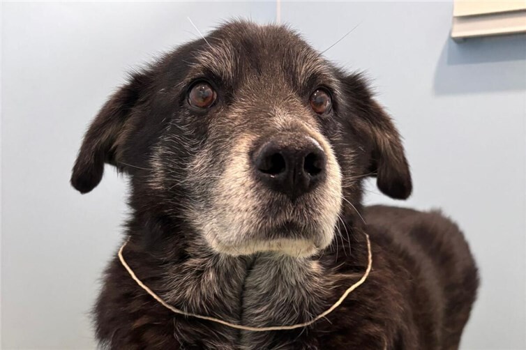 Flohmarkt im Tierheim Andernach