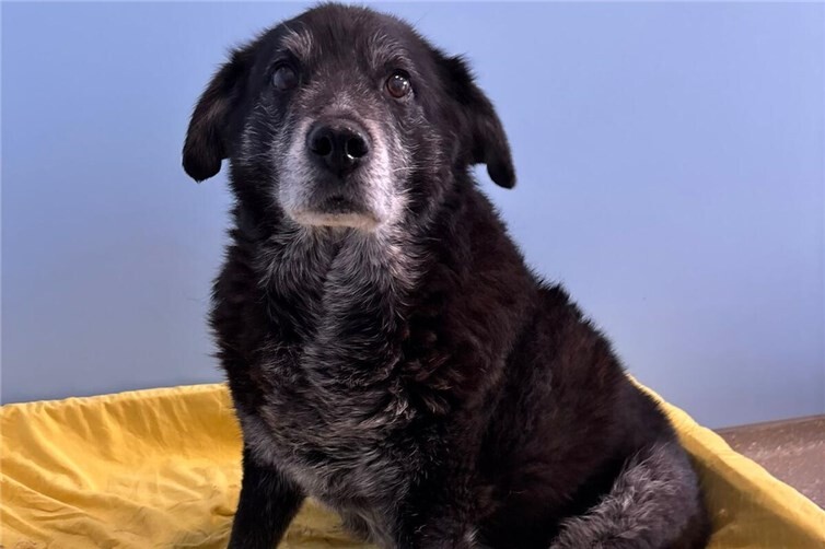 Flohmarktartikel gesucht!