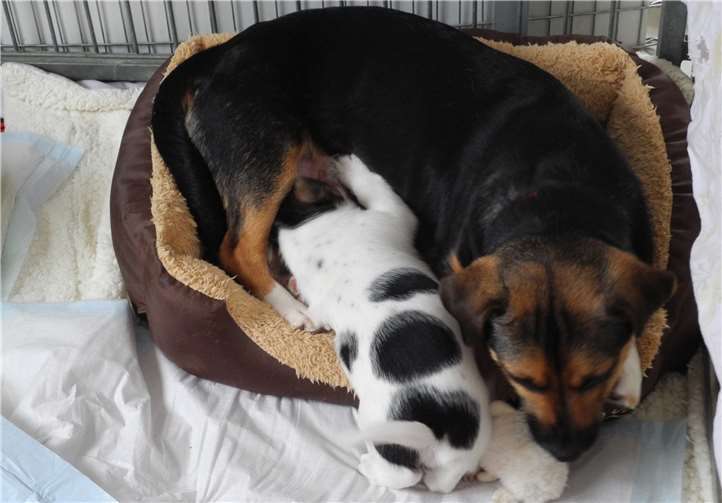 Flora ist eine wunderbare Hundemama und versorgt ihre Kleinen unermüdlich. Fotos: privat