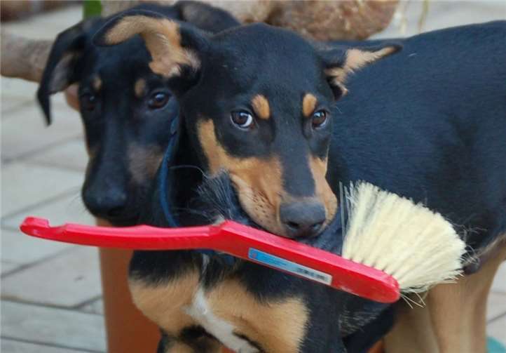 Flotter Feger: solche Schnappschüsse werden für den neuen Tierschutz-Kalender gesucht. Foto: Tierschutz Siebengebirge