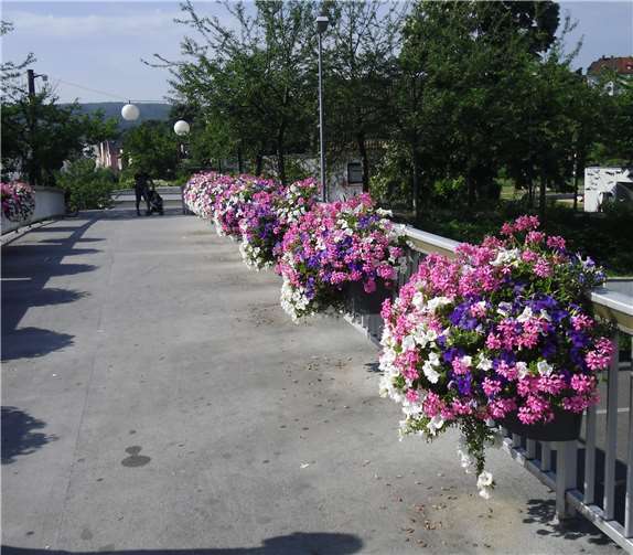„Flower and Shower“-Brücken-bepflanzung in Mühlacker. Foto: privat