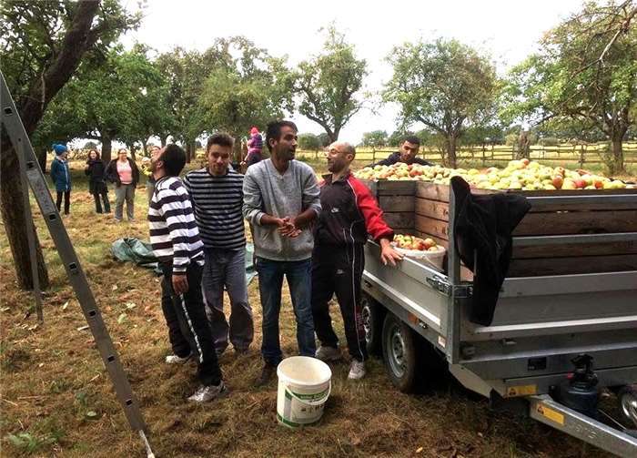 Flüchtlinge bei der Apfelernte. privat