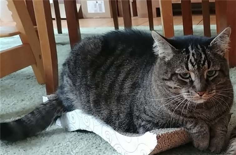 Flutkater Freddy.Foto: privat