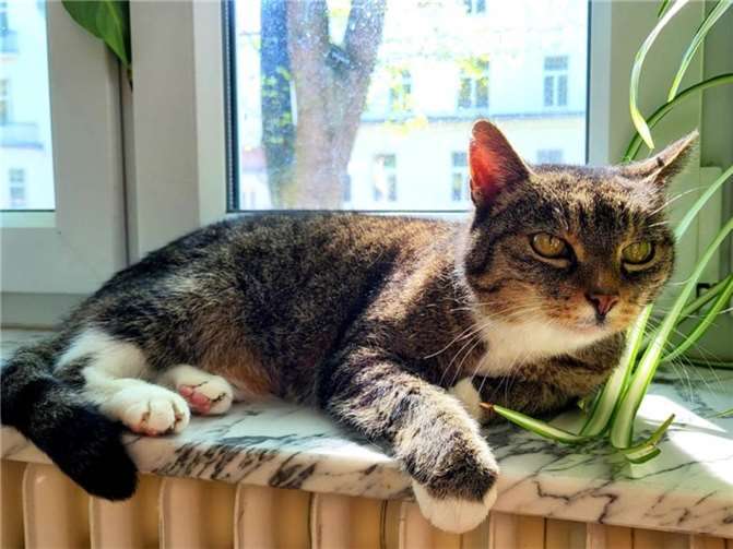 Flutkatze Aika wohnt jetzt in Bonn.  Foto: privat