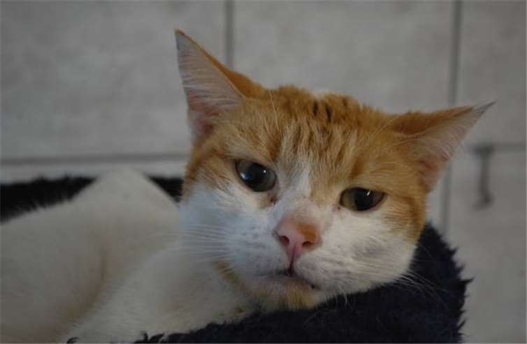 Flynn - rot weißer Fundkater aus Mendig.privat