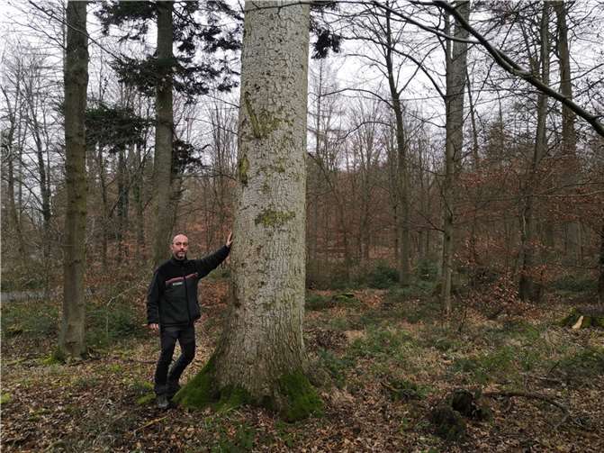 Förster Dietmar Ebi ist von den mächtigen Weißtannen beeindruckt, die auf dem Koblenzer Kühkopf zu finden sind.  Fotos: Landesforsten.RLP.de / Dietmar Ebi