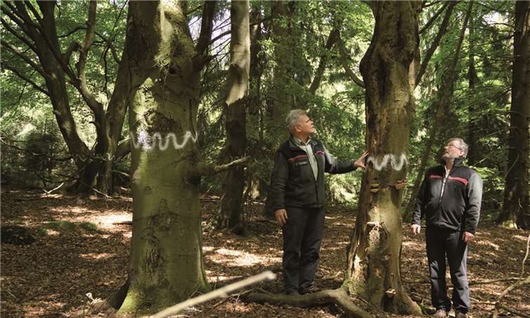 Forstamtsleiter Winand Schmitz und Revierleiter Manfred Klöppel begutachten im Forstrevier Weidenbach eine Waldfläche, die mit ihrer ökologischen Wertigkeit auch die FSC-Auditoren überzeugte. Dietmar Ebi / Landesforsten RLP