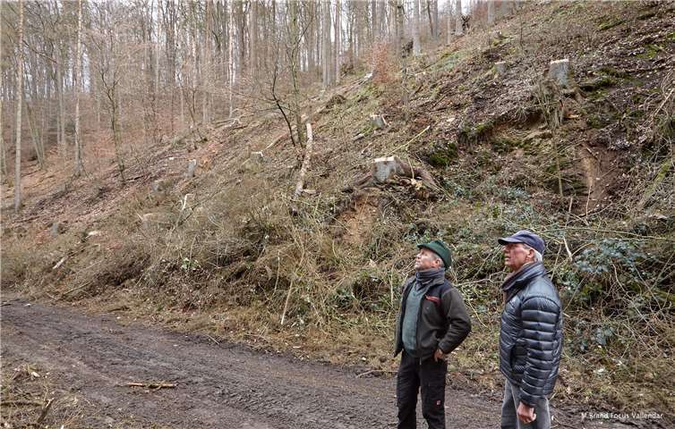 Forstamtsrat Achim Kern und Projektbeauftragter Hans-Christoph Becker (v.l.n.r) bei der Begutachtung der Wiederaufforstungsfläche im Stadtwald Vallendar. Foto: privat