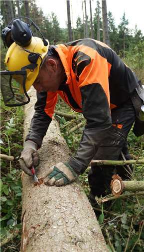 Forstwirt Werner Sonntag kontrolliert bei gefällten Fichtenstämmen, in welchem Entwicklungsstadium sich die Borkenkäfer befinden. Dietmar Ebi / landesforsten.rlp.de