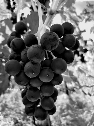 Foto: Agnieszka Legutko