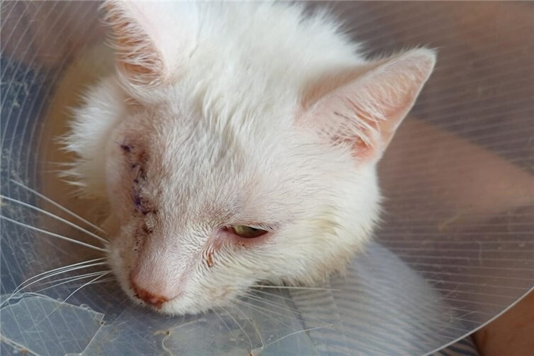 Spendenaufruf für schwer verletzten Kater Yuki in Bad Neuenahr