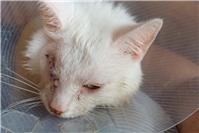 Spendenaufruf für schwer verletzten Kater Yuki in Bad Neuenahr