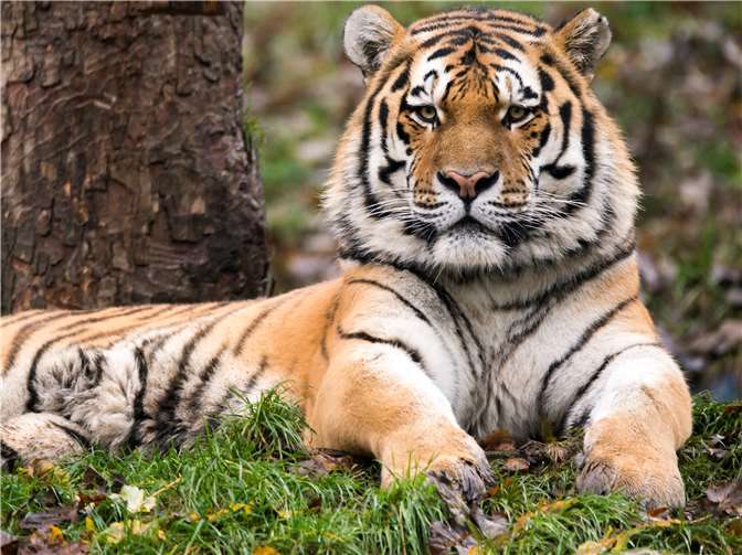 Foto: Archiv/Zoo Neuwied