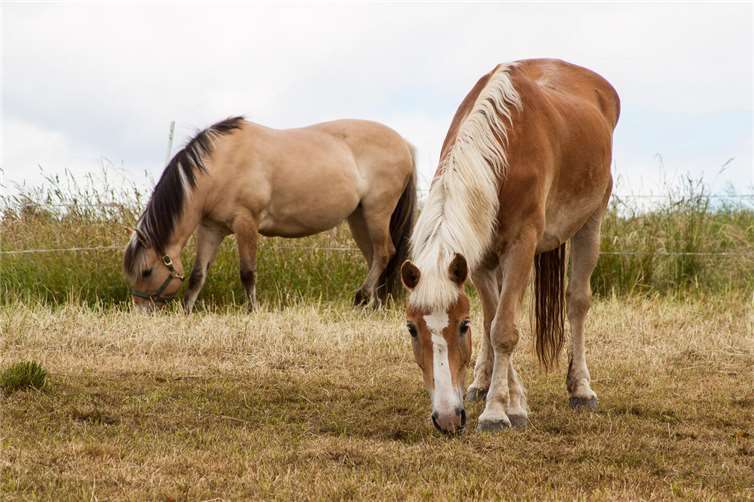 Foto: Deutscher Tierschutzbund e.V./Masanneck