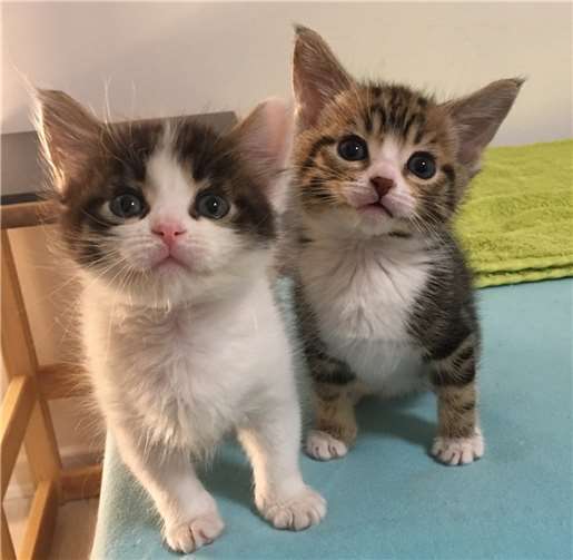 Foto: Katzenschutzfreunde Rhein-Ahr-Eifel e.V.