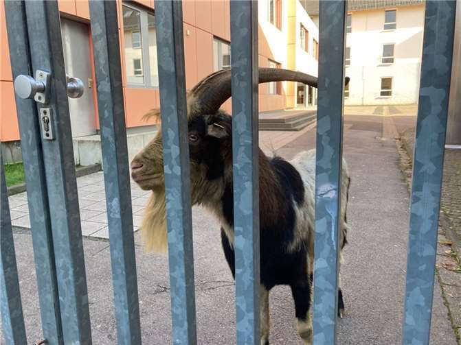 Foto: Polizei