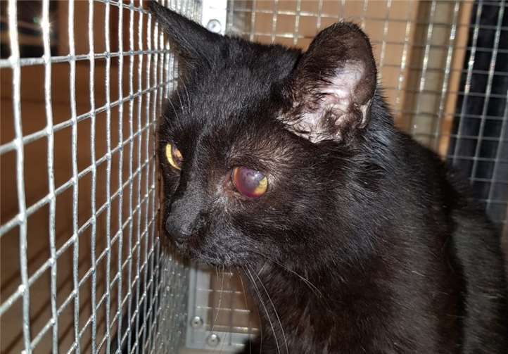 Foto: Tier-, Natur- und Artenschutz Siebengebirge e.V.