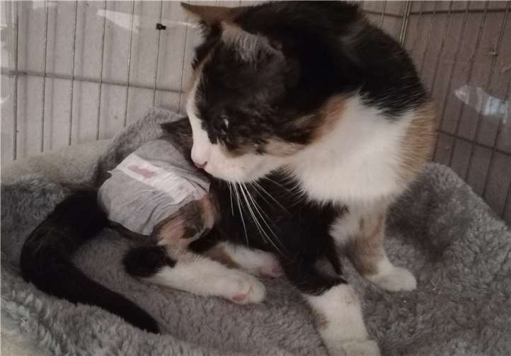 Foto: Tier-, Natur- und Artenschutz Siebengebirge e.V.