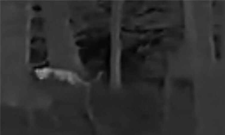 Foto des unbekannten Tieres. Foto: VG Altenahr