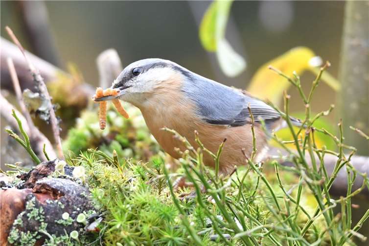 Foto: fotolia.com © MEISTERFOTO