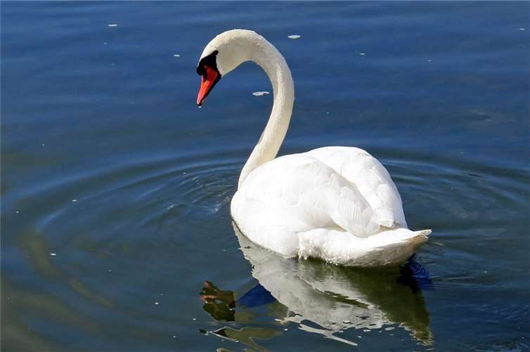 Foto: kolibri5/pixabay