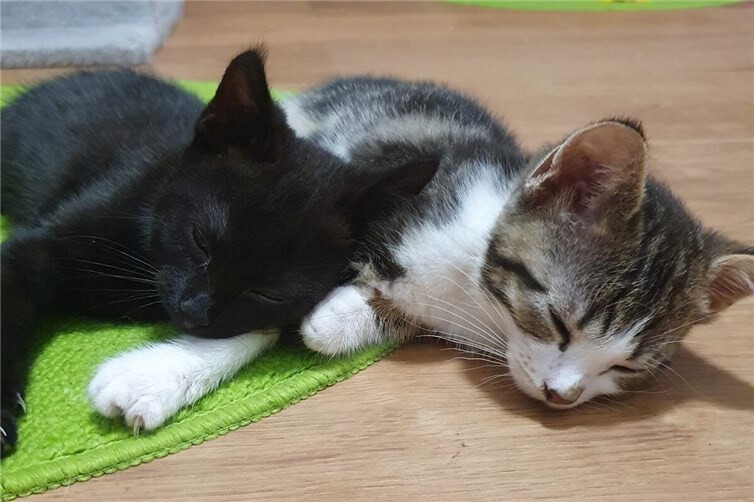 Foxy (links), Mona (rechts)