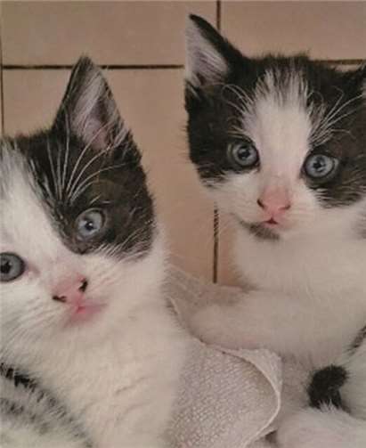 Fraggles und Penny möchten zusammen in ein neues Zuhause umziehen. privat