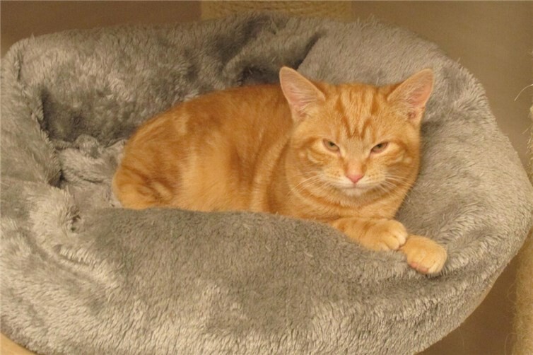 Francesca und Faro werden als Wohnungskatzen vermittelt Foto: Katzenhilfe Westerwald.