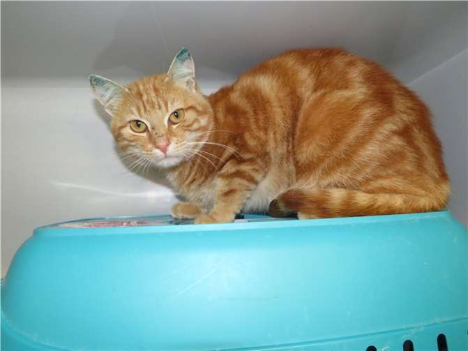 Francis.Fotos: privat