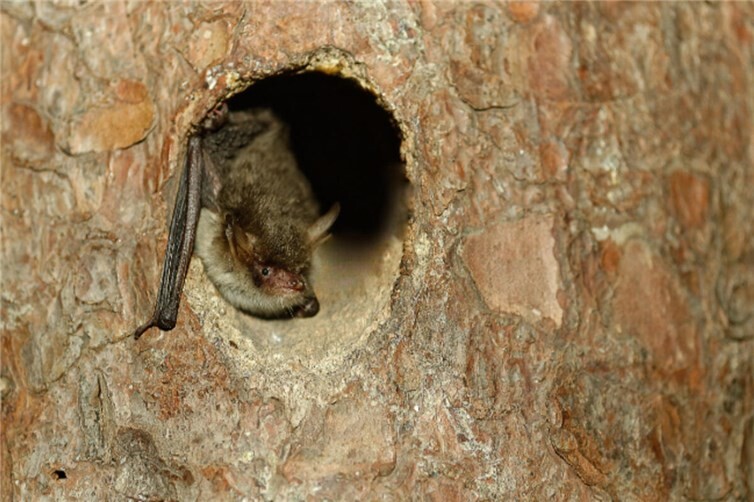 Fransenfledermaus.