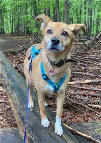 Franzi. Foto: Tierheim u. Tierschutzverein Kreis Ahrweiler e.V.