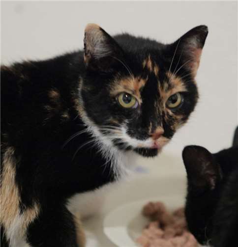 Franzi sucht Menschen mit Einfühlungsvermögen. Foto: privat