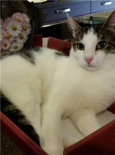 „Franzl“ hat Probleme, Luft zu kriegen.