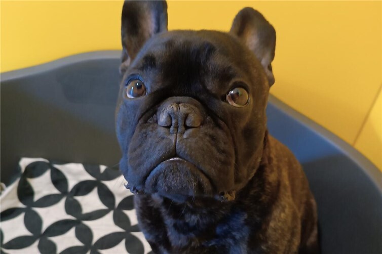 Französische Bulldogge Traka