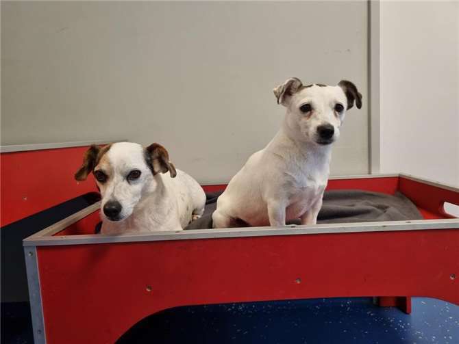 Fred und Nokta.  Foto: Sybill Limbach