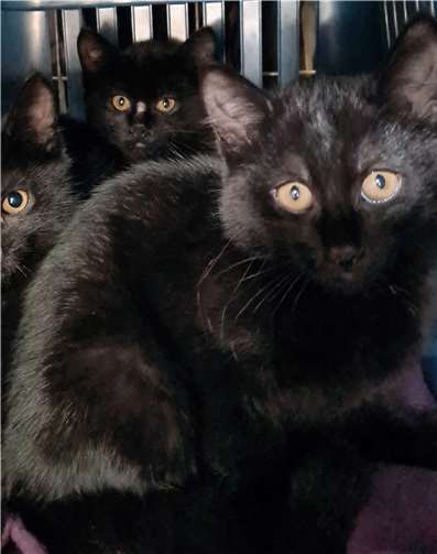 Freddy.Foto: Tierheim u. Tierschutzverein Kreis Ahrweiler e.V.