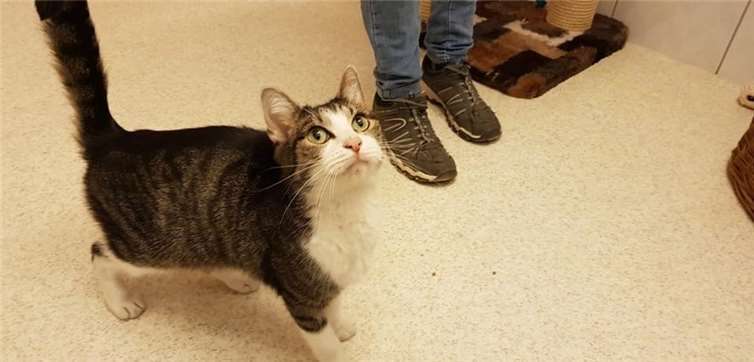 Frederic - verschmuster Fundkater aus Mendig.