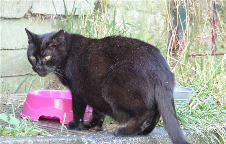 Freigeborene Katze, die nicht mehr gezähmt werden konnte, an einer Futterstelle unseres Vereins. Wir haben für eine Kastration gesorgt und passen auf, dass sie gesund bleibt.