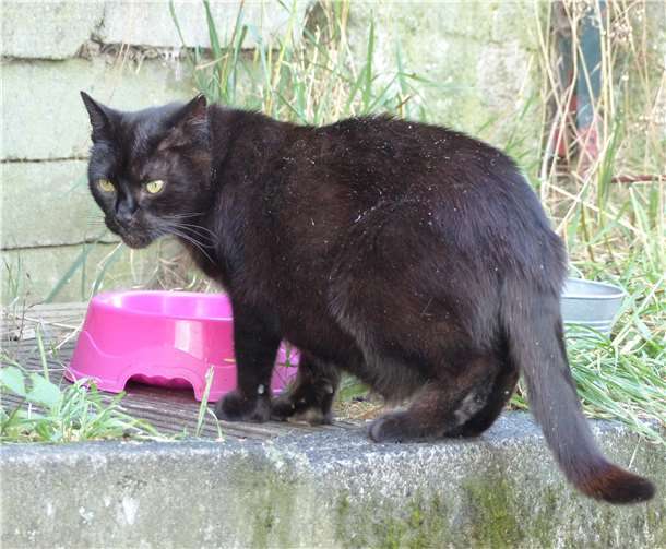Tierschutz ist für uns auch Menschenschutz! Freigeborene Katze, die nicht mehr gezähmt werden konnte, an einer Futterstelle des Vereins.
