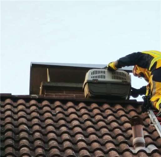Freiwillig sprang die Katze in die Box.  Foto: Freiwillige Feuerwehr Bad Bodendorf