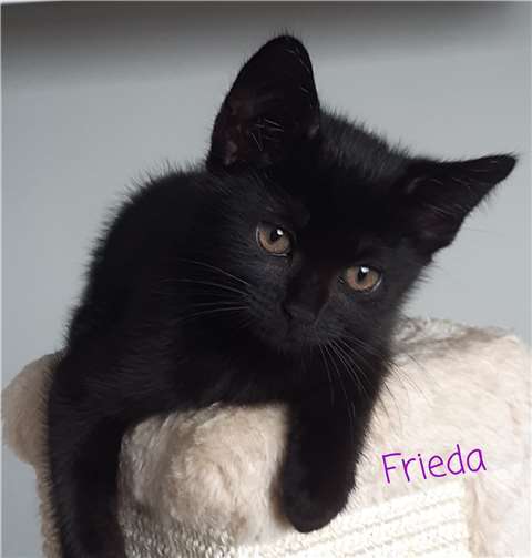 Frieda.