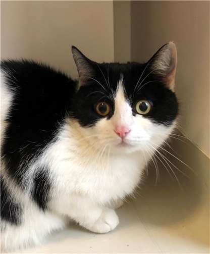 Frieda – s/w – weiblich/kastriert – 2011 geboren. Privat