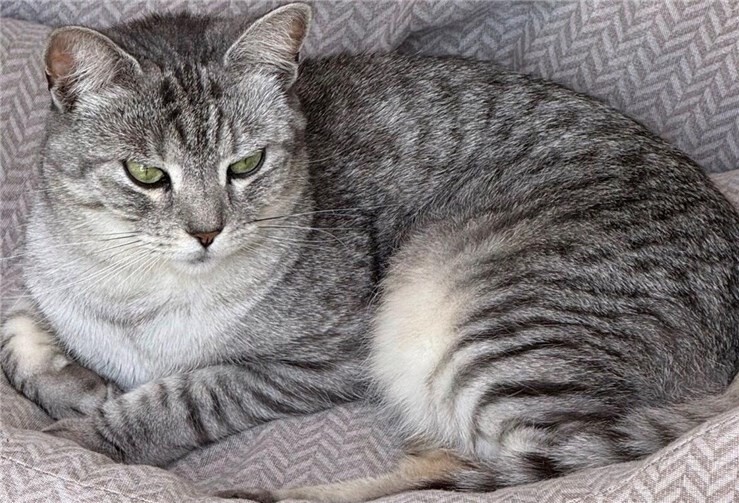 Frieda wird seit Anfang November in Alzheim vermisst. Foto: privat 