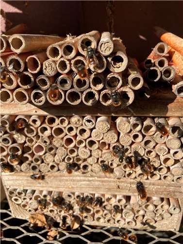 Frisch geschlüpfte Mauerbienen.